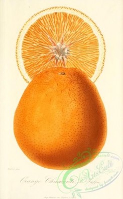 citrus-00690 - Orange
