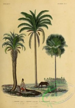 coconut-00008 - cocos yatai, cocos australis, copernica cerifera