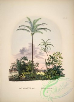 coconut-00024 - astrocaryum vulgare, cocos nucifera