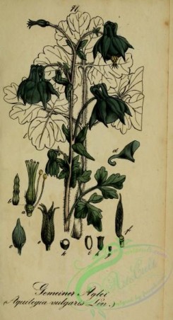 columbine-00053 - aquilegia vulgaris