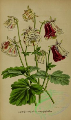 columbine-00107 - aquilegia vulgaris