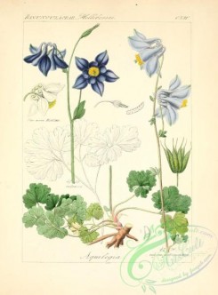 columbine-00116 - aquilegia vulgaris