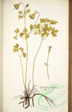 columbine-00134 - aquilegia viridiflora