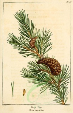 cones-00011 - Grey Pine (pinus banksiana) [2216x3431]