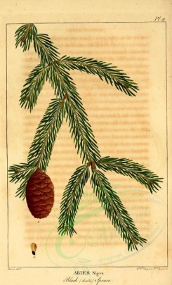 cones-00030 - Black double spruce (abies nigra) [2199x3625]