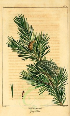 cones-00031 - Grey pine (pinus rupestris) [2199x3625]