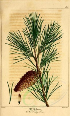 cones-00035 - New yersey pine (pinus inops) [2199x3625]