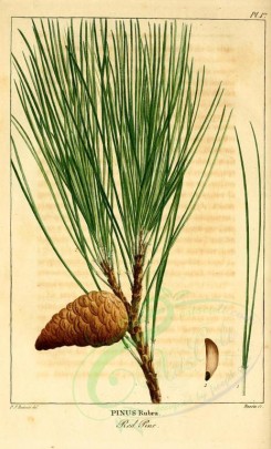 cones-00038 - Red pine (pinus rubra) [2199x3625]