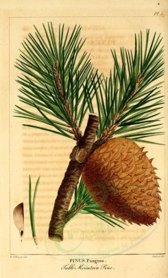 cones-00039 - Table mountain pine (pinus pungens) [2199x3625]