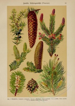 cones-00043 - juniperus communis (L), abieas pectinata (L), abies excelsa (L), pinus silvestris (L) [2214x3149]