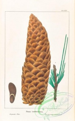 cones-00205 - Gigantic Pine, pinus lambertiana [3294x5324]