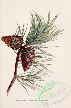 cones-00229 - Scots Fir cones and leaves [1745x2618]