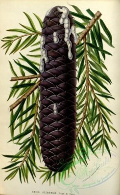 cones-00345 - picea jezoensis, Picea yezoensis, Jezo spruce, Yezo spruce Cone [2281x3708]