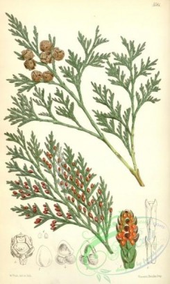 conifer-00002 - 5581-cupressus lawsoniana, Lawson Cypress [2094x3484]