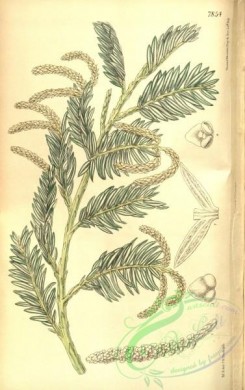 conifer-00004 - 7854-podocarpus pectinata [2184x3473]