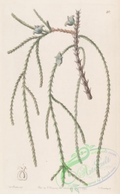 conifer-00008 - 020-thuja filiformis, Weeping Arbor Vitae [2691x4339]