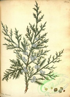 conifer-00009 - juniperus daurica, Daurian Juniper [2892x4005]