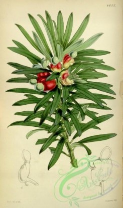 conifer-00011 - 4655-podocarpus neriifolia, Oleander-leaved Podocarpus [2087x3529]