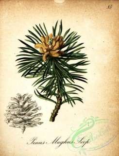 conifer-00033 - pinus mughus [1866x2442]