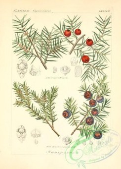 conifer-00036 - juniperus macrocarpa, juniperus oxycedrus [2145x2986]