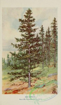conifer-00049 - Red Spruce [1750x2976]