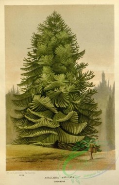 conifer-00056 - araucaria imbricata [2374x3684]