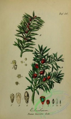 conifer-00059 - taxus baccata [1873x3131]