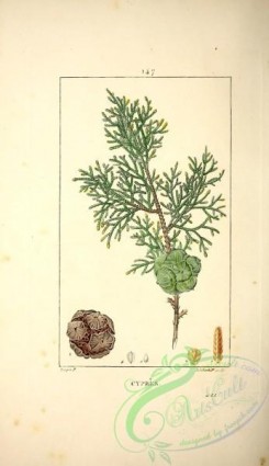 conifer-00064 - Cypress [2846x4927]