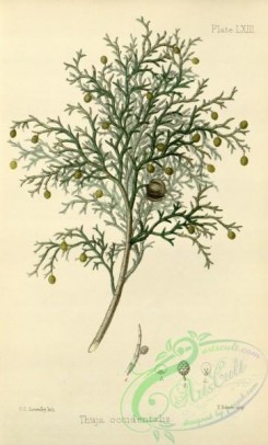 conifer-00070 - thuja occidentalis [2170x3587]