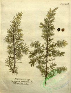 conifer-00076 - juniperus communis [2661x3455]