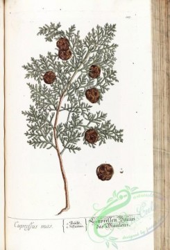 conifer-00080 - cupressus mas [2834x4140]