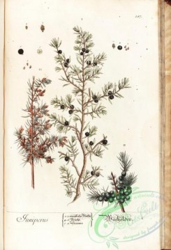 conifer-00081 - juniperus [2834x4140]