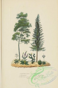 conifer-00086 - platanus orientalis, pinus maritima, digitalis purpurea, cactus opuntia, dionaea muscipula, dodecatheon muscipula, melocactus depressus [3152x4812]