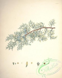 conifer-00092 - cupressus lusitanica [5482x6840]