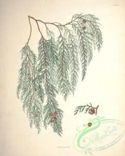 conifer-00093 - cupressus pendula [5482x6840]