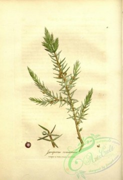 conifer-00097 - juniperus communis [2649x3845]