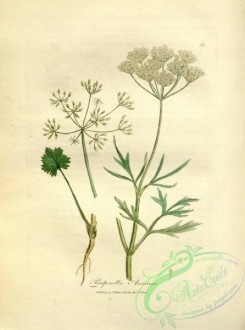conifer-00100 - pimpinella anisum [2638x3548]