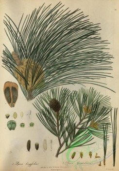 conifer-00102 - pinus longifolia, pinus gerardiana [3724x5377]