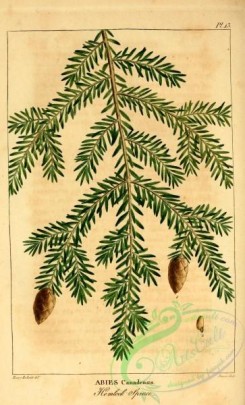 conifer-00108 - Hemlock Spruce, abies canadensis [2199x3625]