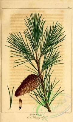 conifer-00111 - New Jersey Pine, pinus inops [2199x3625]
