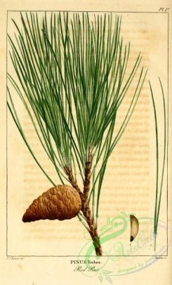 conifer-00114 - Red Pine, pinus rubra [2199x3625]