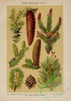 conifer-00123 - juniperus communis, abies pectinata, abies excelsa, pinus silvestris [2214x3149]