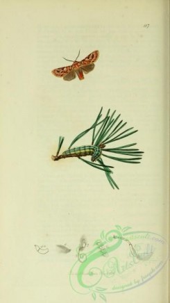 conifer-00131 - 117-pinus sylvestris [1984x3525]