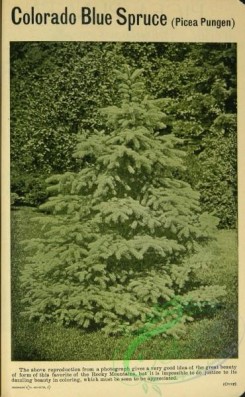 conifer-00139 - 066-Spruce [1603x2593]
