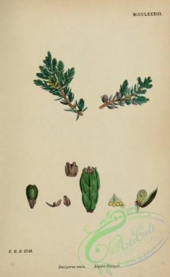 conifer-00145 - Alpine Juniper, juniperus nana [1678x2733]