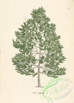 conifer-00155 - pinus laricio [3628x5020]