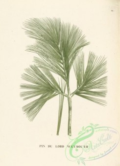 conifer-00157 - pinus strobus [3826x5254]