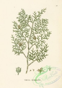 conifer-00158 - platycladus orientalis [3514x4994]