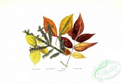 conifer-00165 - White Elm, Red Spruce, Beech, White Ash [3006x2055]