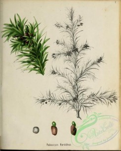 conifer-00171 - podocarpus kordianus [2795x3474]